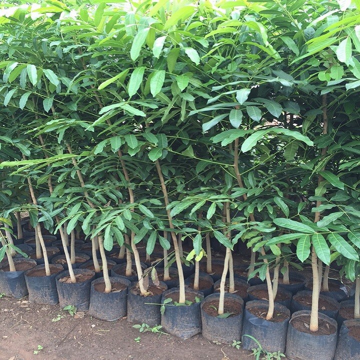 Cây xà cừ giống cao