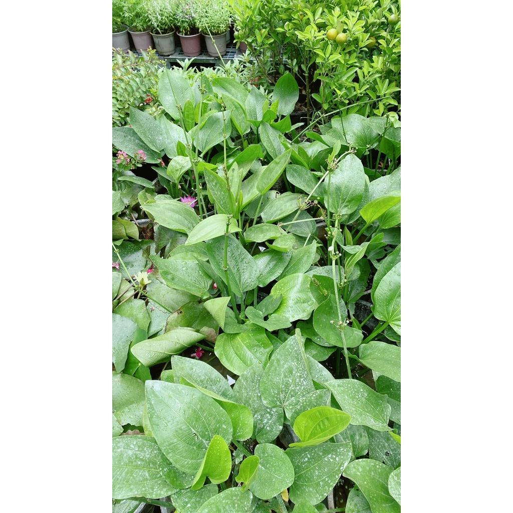 Cây Bách Thuỷ Tiên