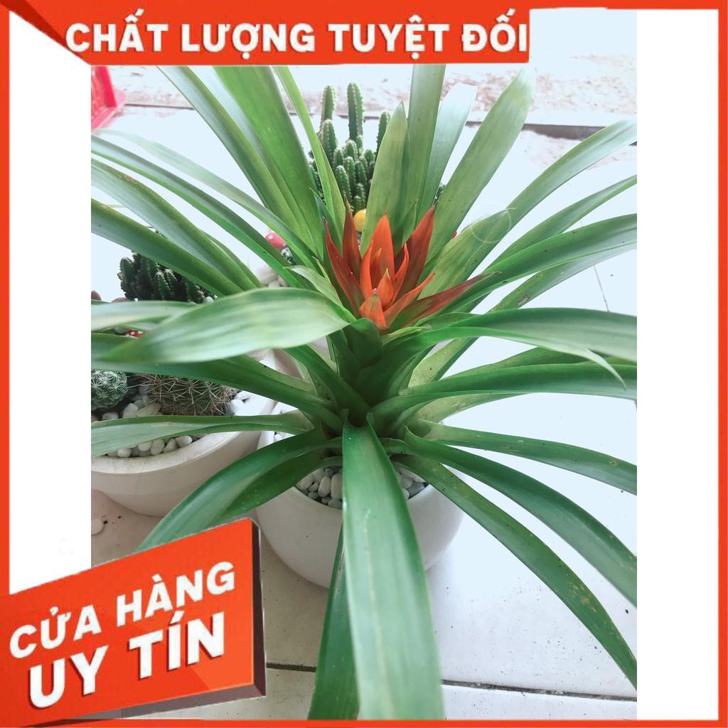 Chậu cây phong lộc hoa