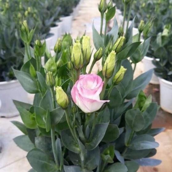 Hạt giống hoa cát tường nhiều màu-gói 5 hạt