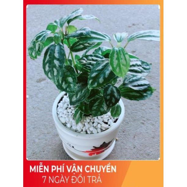 Chậu Cây Lá Dưa Hấu