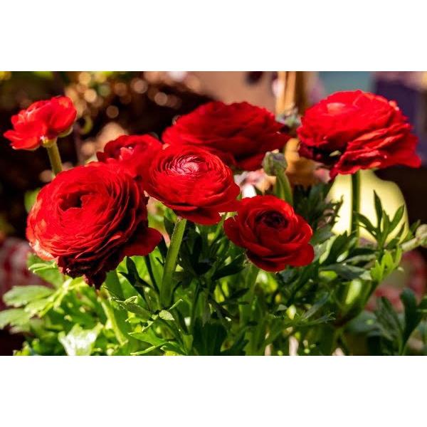 Củ giống hoa hồng mao lương hoa màu đỏ - Kèm viên nén sơ dừa ươm - 1 củ