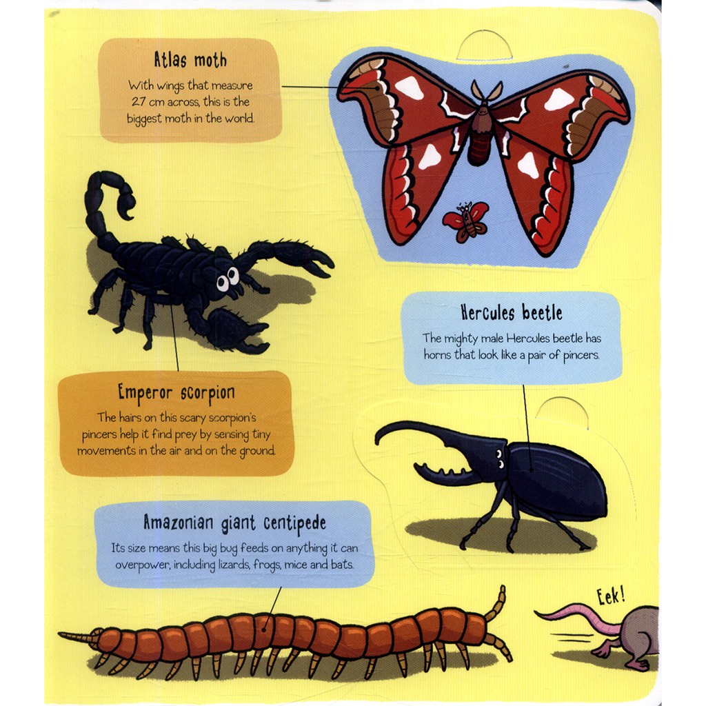 Hình ảnh Sách - Little Explorers Bugs - Tìm hiểu về động vật