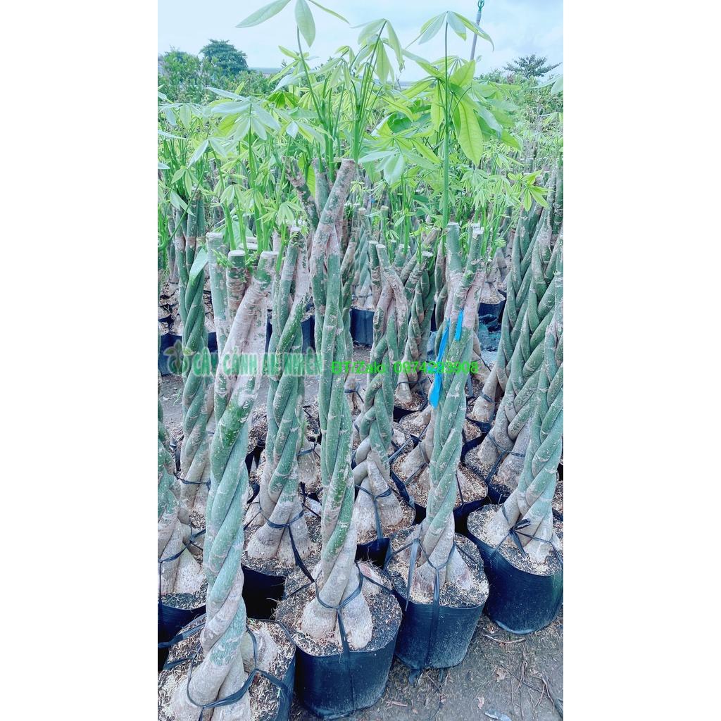 Cây Kim Ngân Thắt Bính Lớn