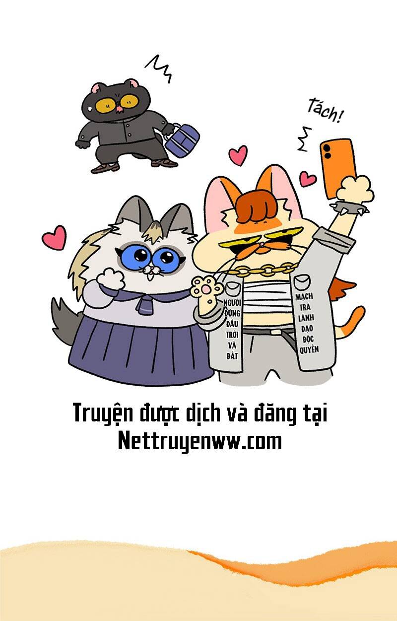 a mãn và mạch trà chapter 50.1 7