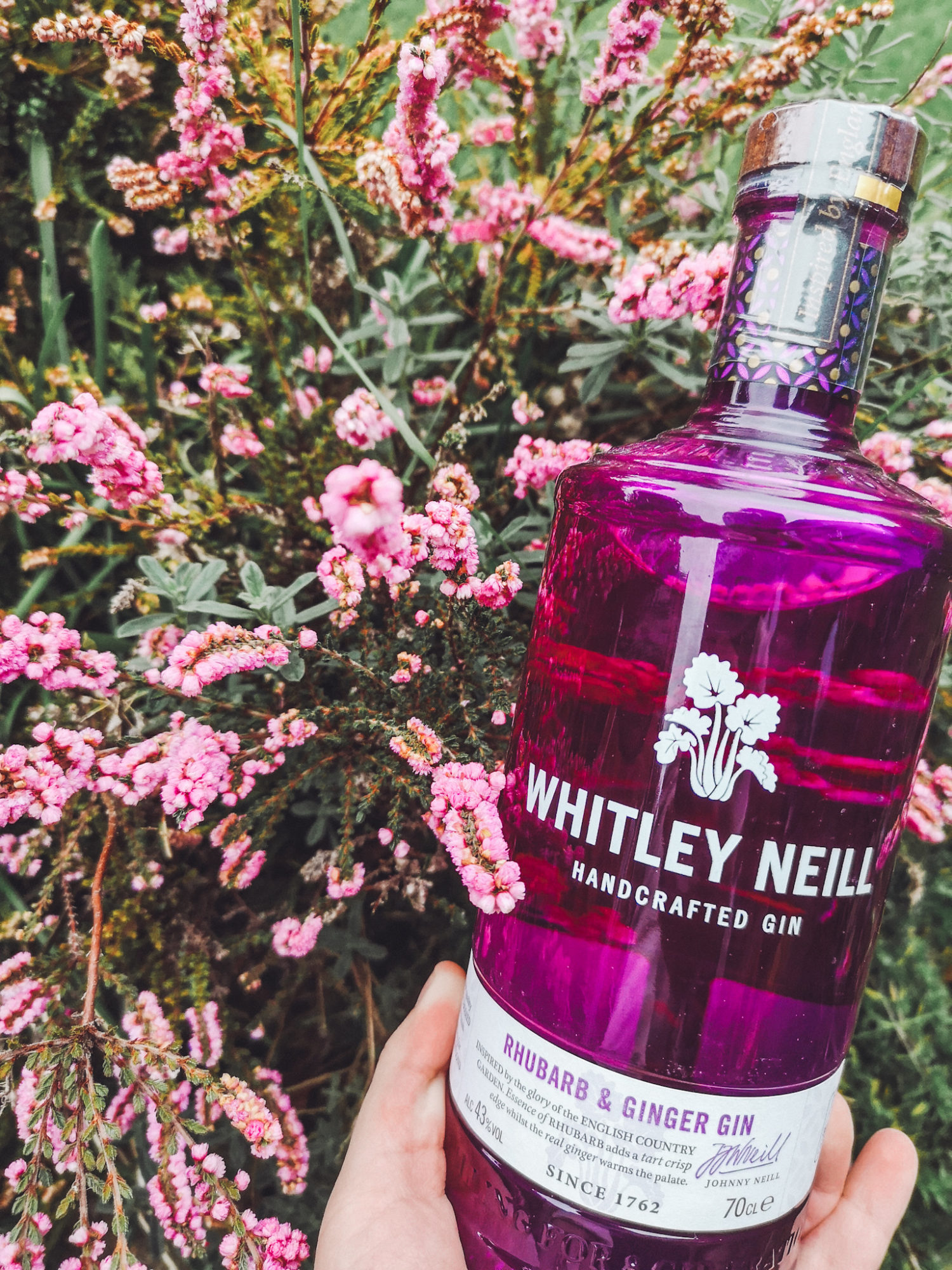 Rượu Whitley Neill Handcrafted Rhubarb & Ginger Gin 43%  - Không hộp