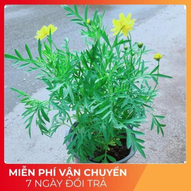 Hoa Cúc Sao Nhái Vàng