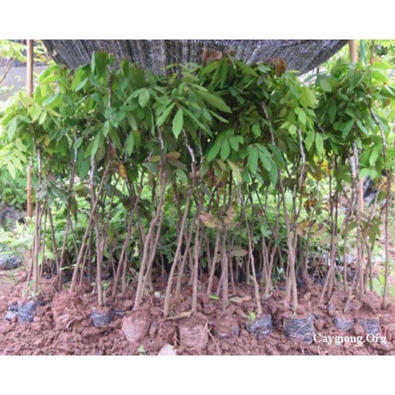 CÂY GIỐNG NHÃN LỒNG