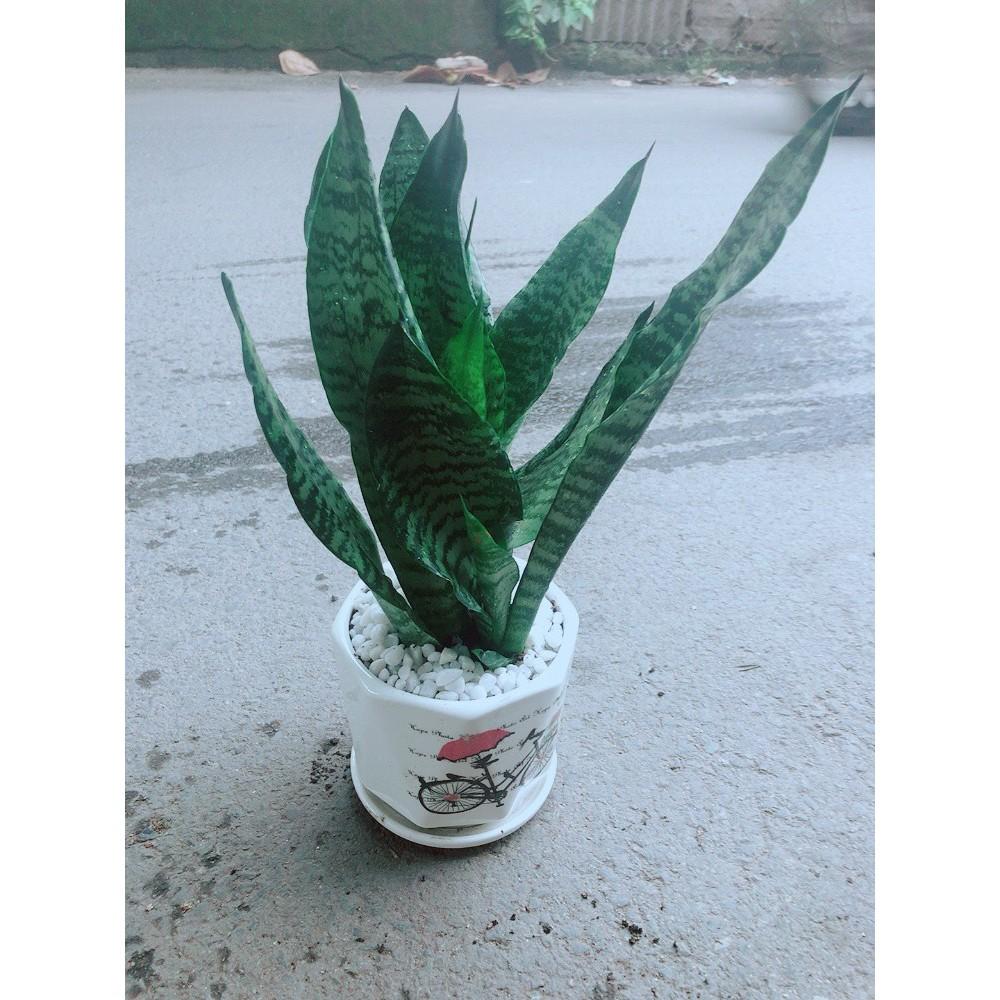 Chậu Lưỡi Hổ Thái Xanh