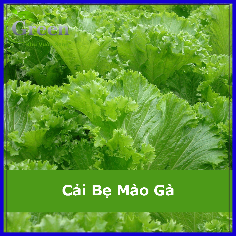 Hạt Giống Cải Bẹ Mào Gà 20 Gam