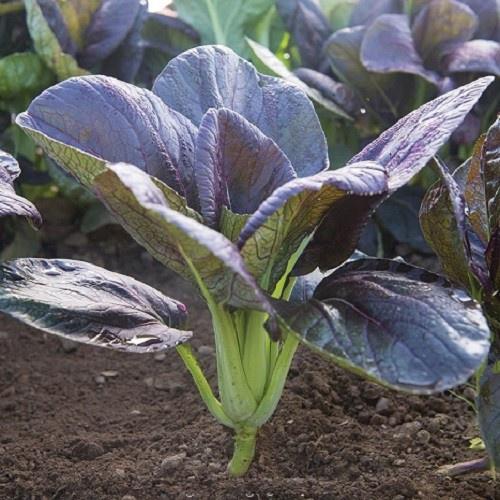 Hạt giống rau cải chíp đỏ dể trồng- gói 2 gram/tặng kèm gói phân bón lót