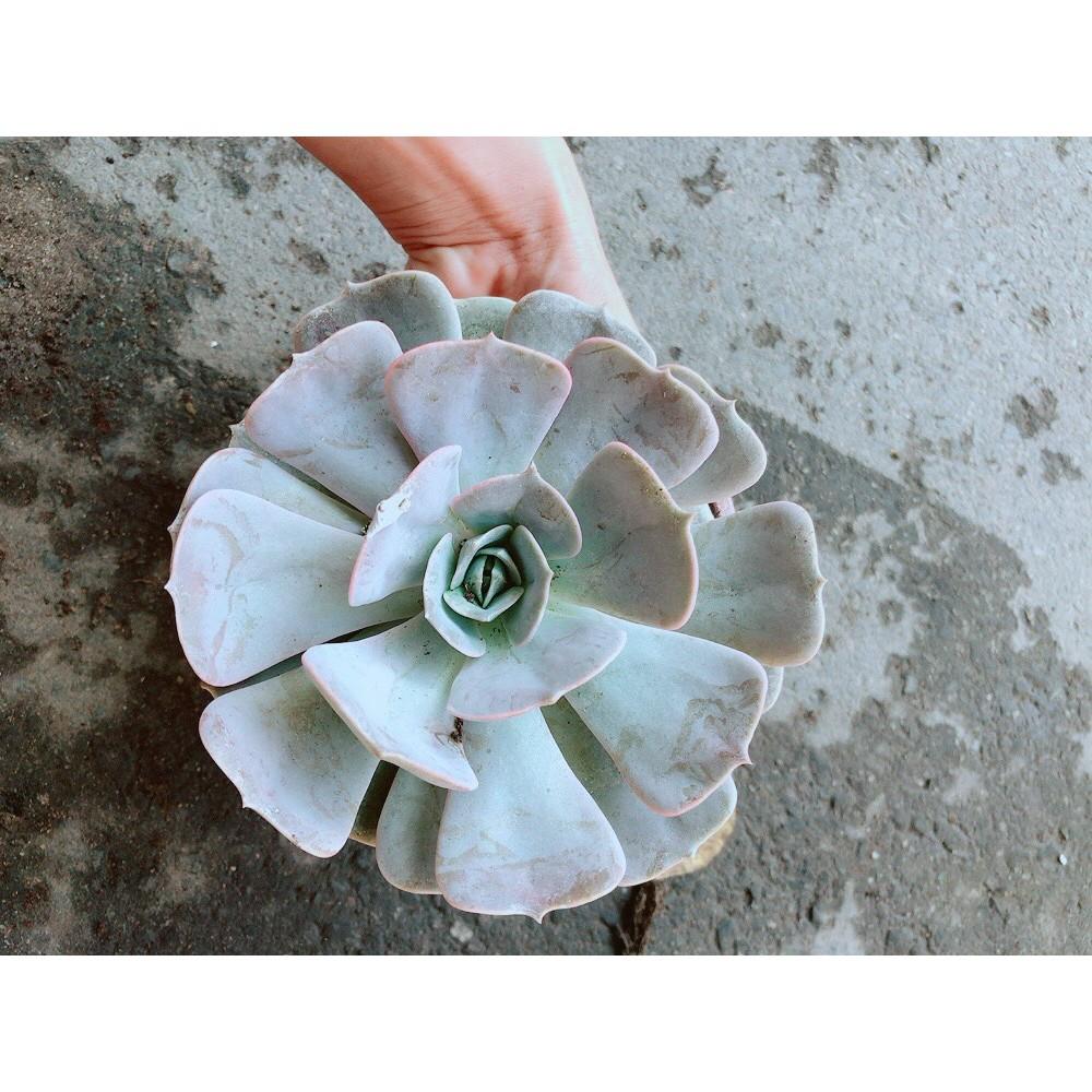 Chậu Sen Đá Hồng Lớn