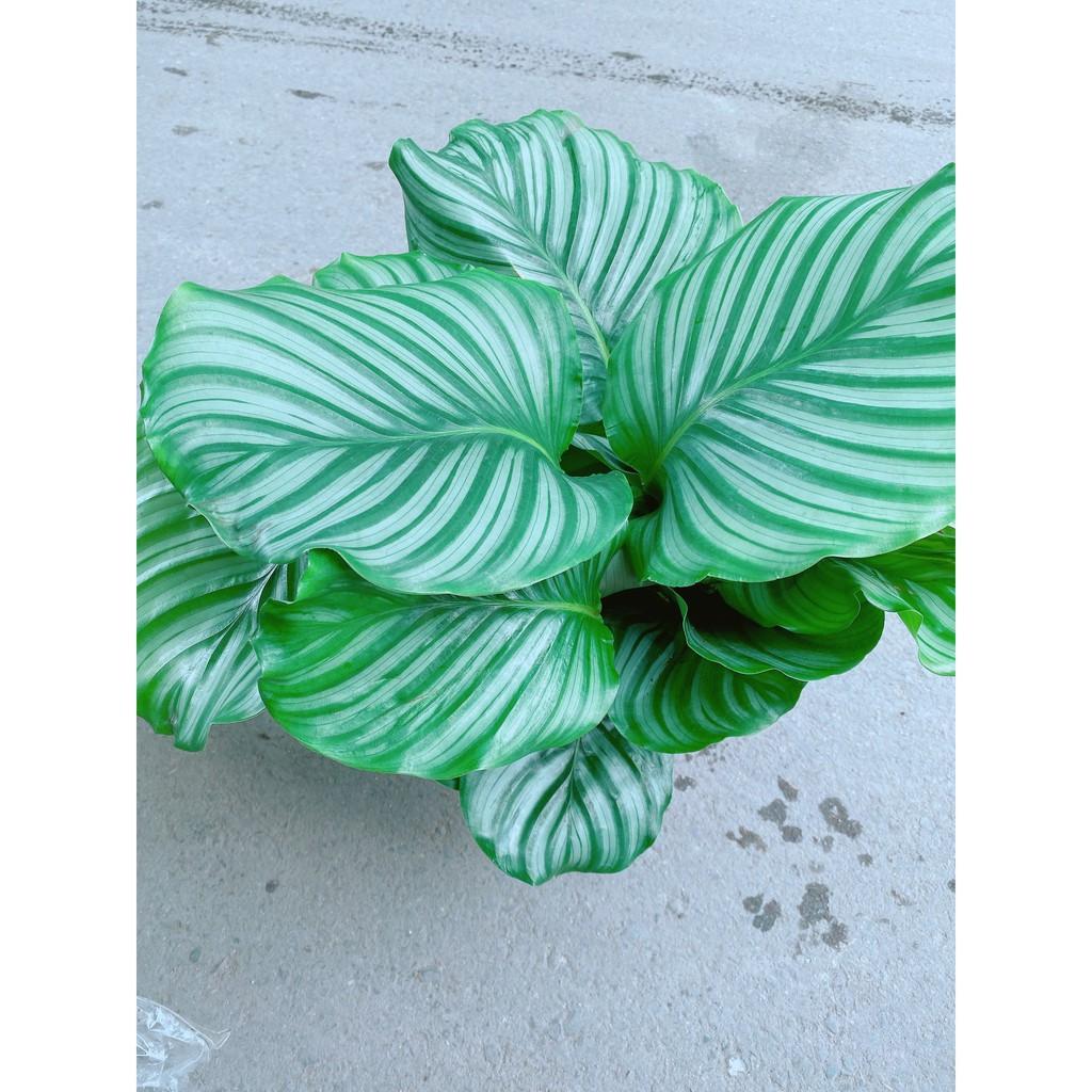 Cây Đuôi Công Táo Xanh Lá To Tròn