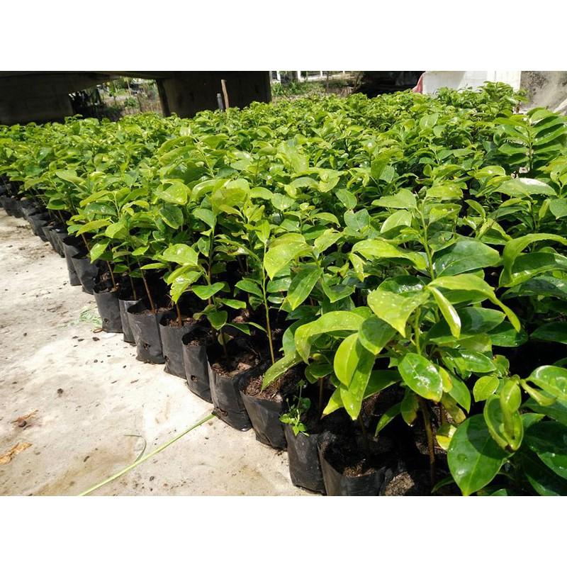 TẶNG 1 GÓI P.BÓN_COMBO 5 CÂY GIỐNG MÃNG CẦU XIÊM 145K
