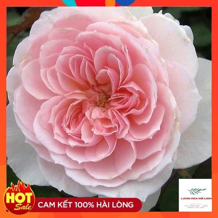 Hoa hồng Tranquility rose-SIÊU THƠM - SIÊU ĐẸP. 60 cánh hoa lớn, mọc thành chùm