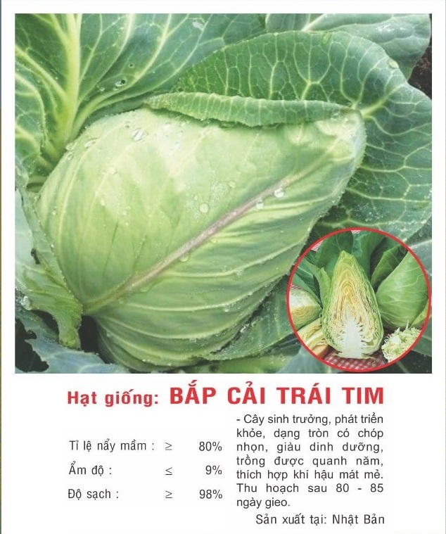 Hạt giống Bắp cải trái tim chịu nhiệt VTP147