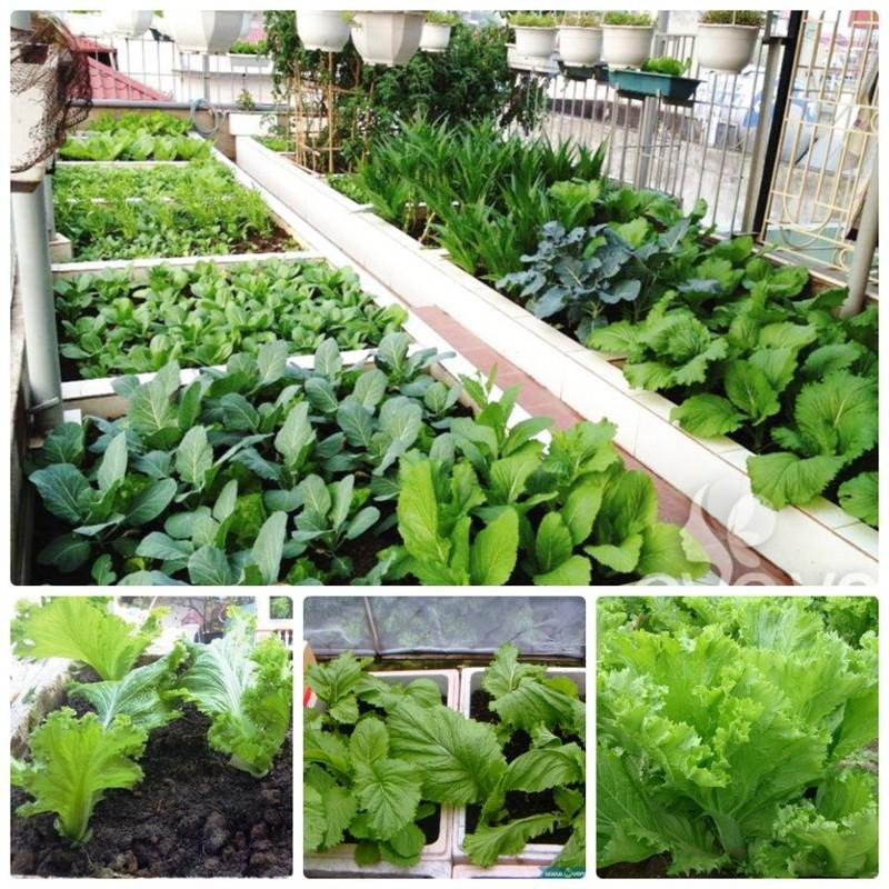 COMBO 2 gói hạt giống cải bẹ mào gà xanh