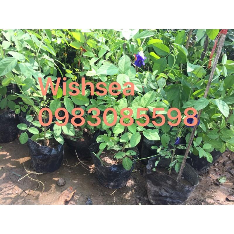 Cây hoa đậu biếc