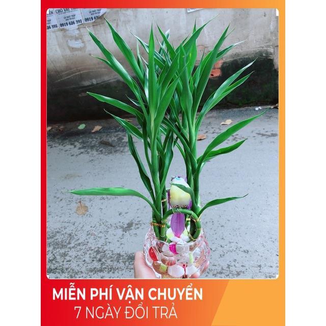 Chậu Cây Phát Tài