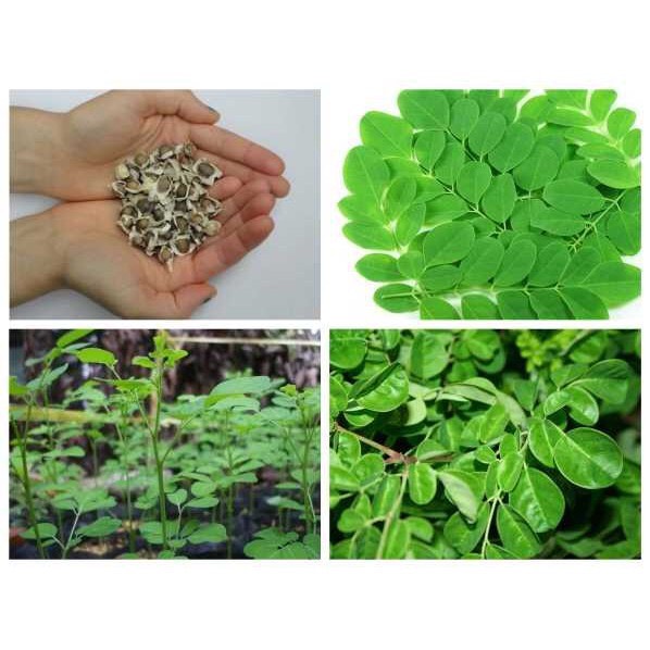Hạt giống Chùm ngây 03