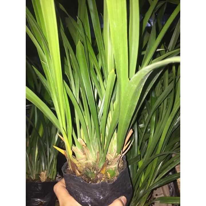 Đia lan hương cát cát cực thơm, hàng hoa tết, gửi nguyên chậu đi, hàng to đẹp - DLCCT