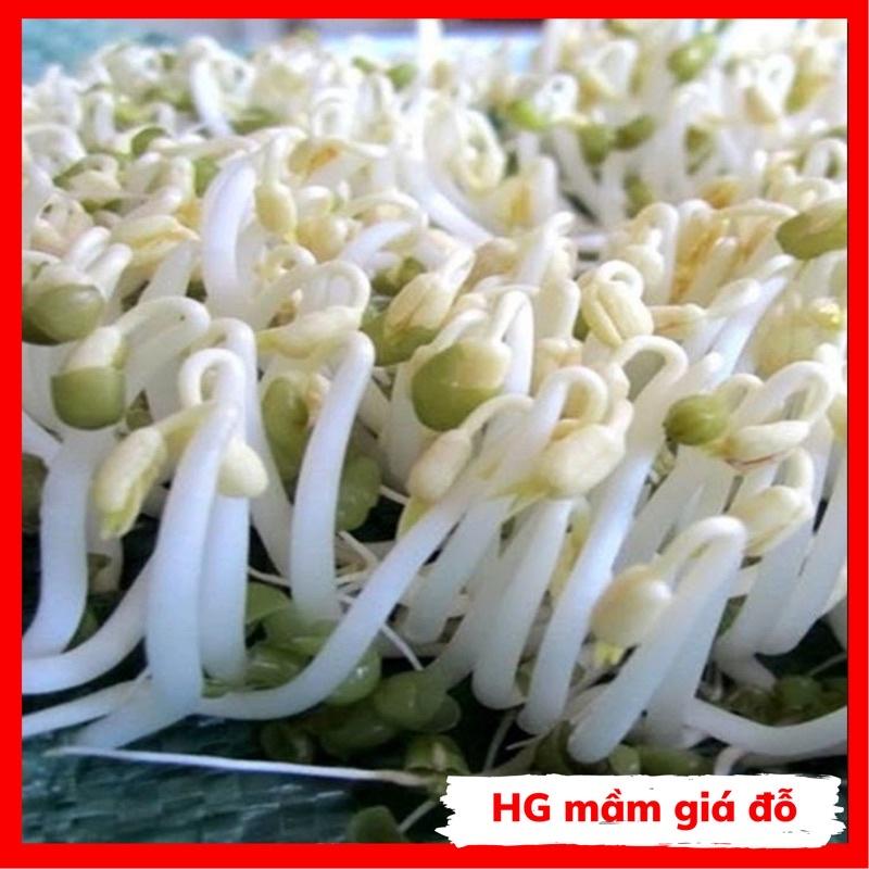 Hạt giống rau mầm các loại thu hoạch sau 7-10 ngày gieo.