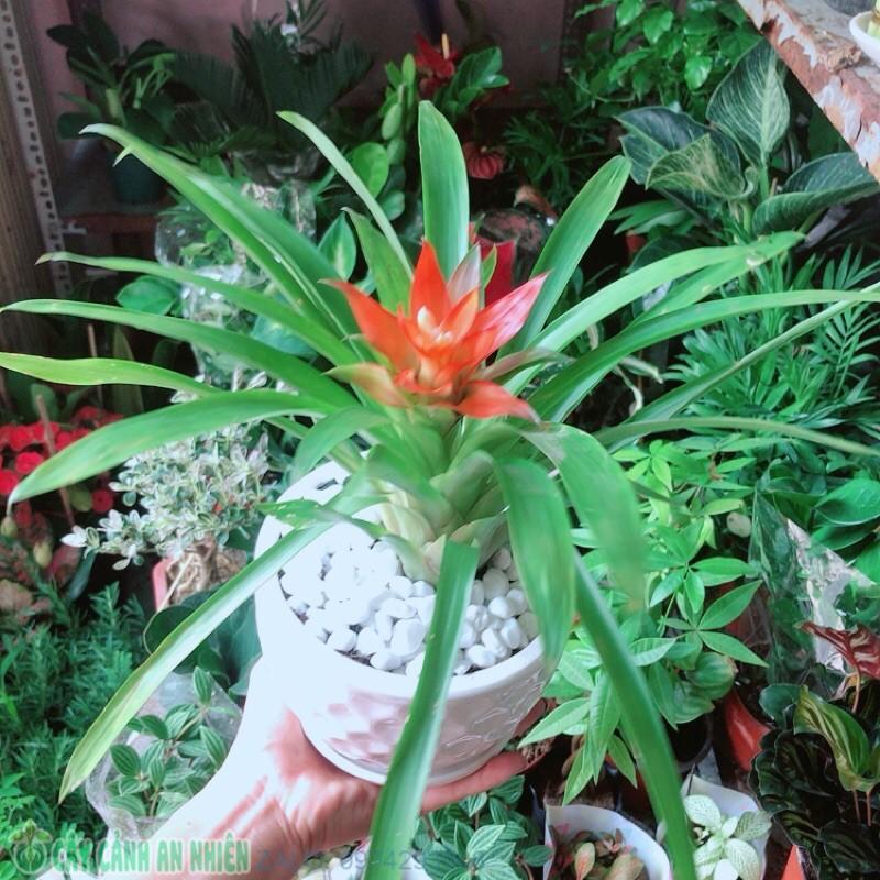 Chậu Phong Lộc Hoa