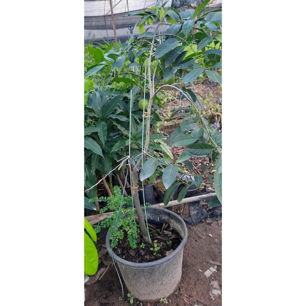 Cây Hồng SOCOLA giống cây nhập khẩu được ưa chuộng nhất hiện nay, quả siêu ngon đậm vị socola giống siêu chất lượng