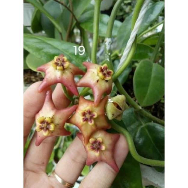 Lan Cẩm Cù Đủ Các Màu