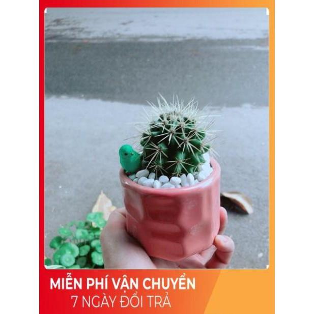 Chậu Xương Rồng Kim Hổ