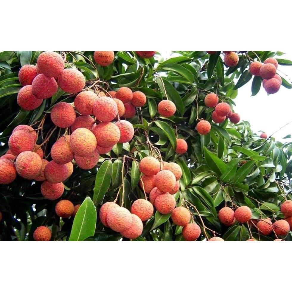 Cây giống Vải không hạt. .
