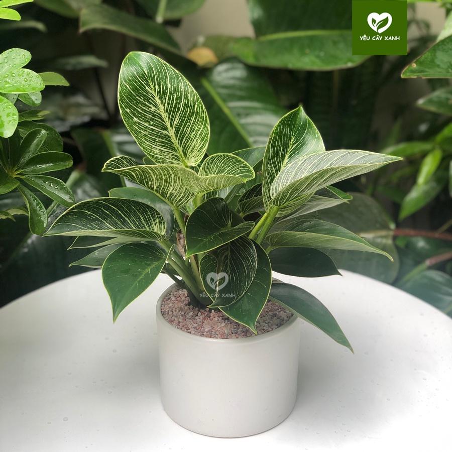 Trầu Bà Hoàng Kim để bàn - Trầu Bà Đế Vương Sọc