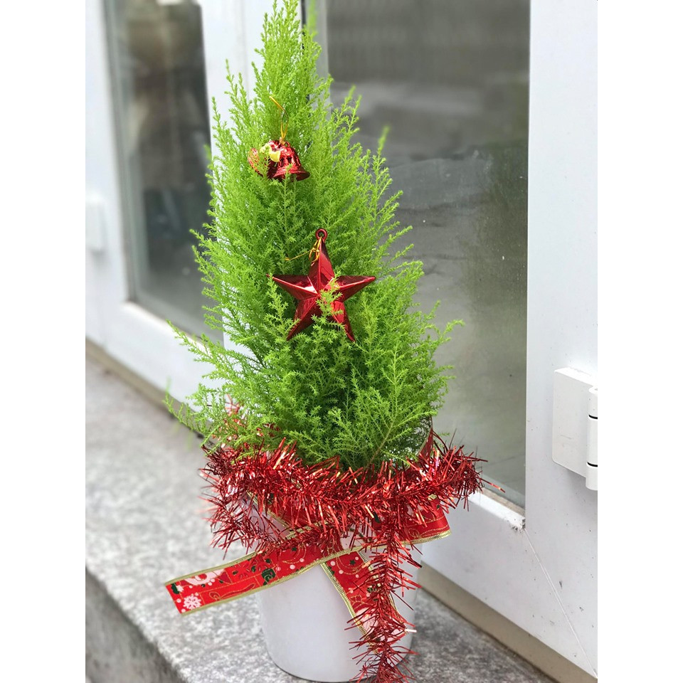 Cây tùng thơm cho mùa noel