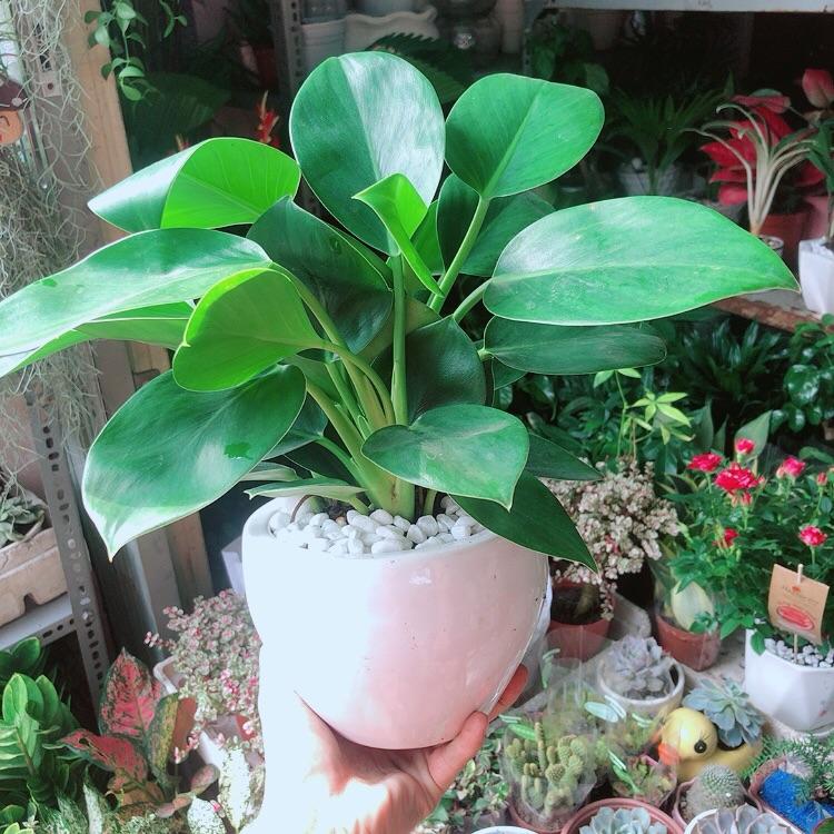 Chậu Trầu Bà Đế Vương Xanh