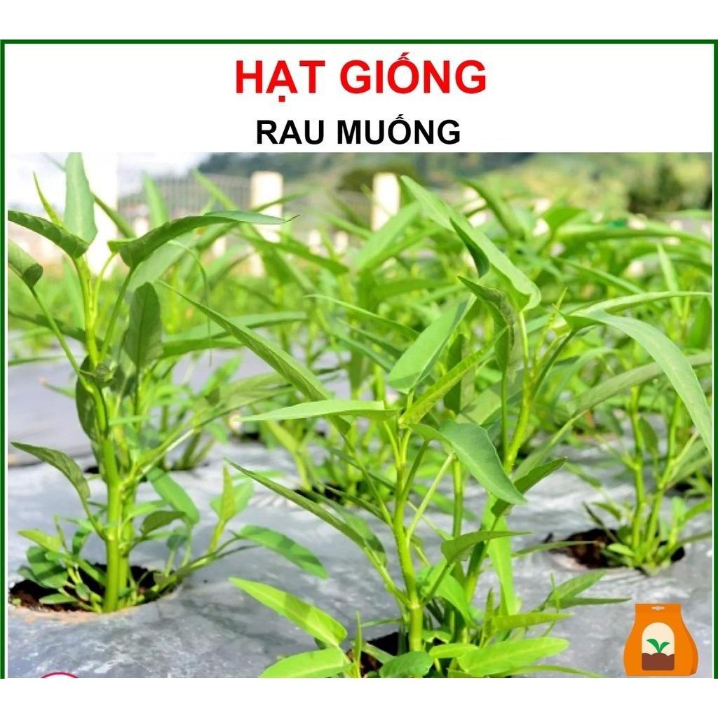 HẠT GIỐNG RAU MUỐNG GÓI 100G - KHÁNG BỆNH TỐT, NĂNG SUẤT CAO CỰC DỄ TRỒNG