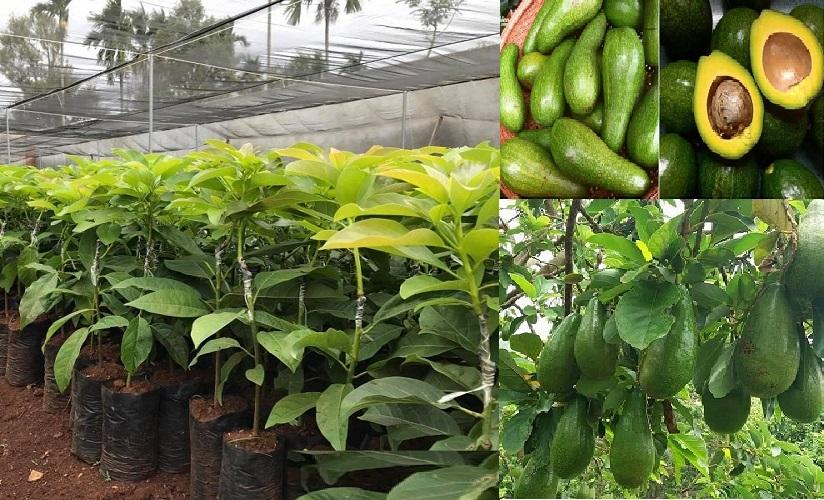 Cây giống Bơ Sáp chuẩn giống cam kết chất lượng