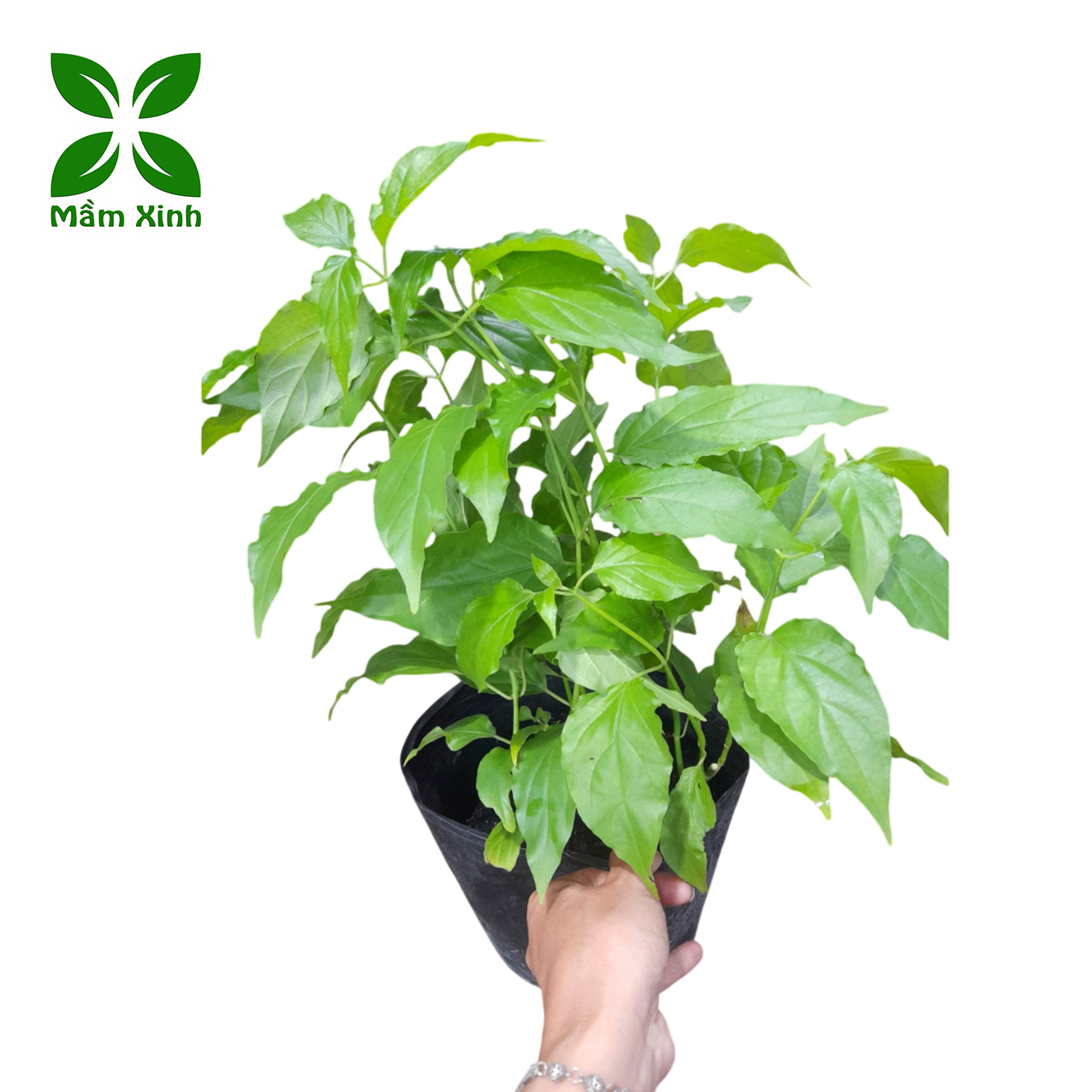 Cây Giống Bìm Bịp (Xương Khỉ, Mảnh Cọng) – 1 Bầu 2–4 Cây – Dễ Trồng, Lá Xanh Tốt
