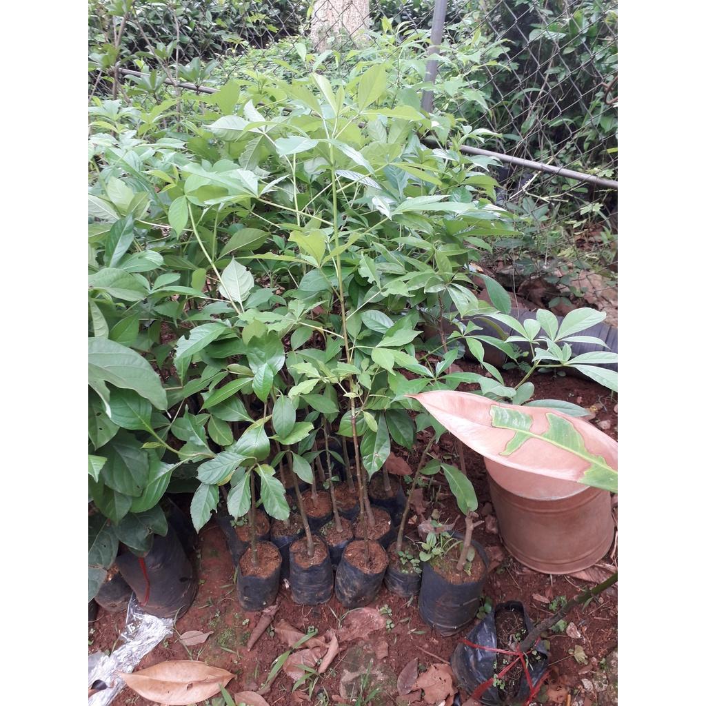 CÂY GIỐNG BAO BÁP.  ()