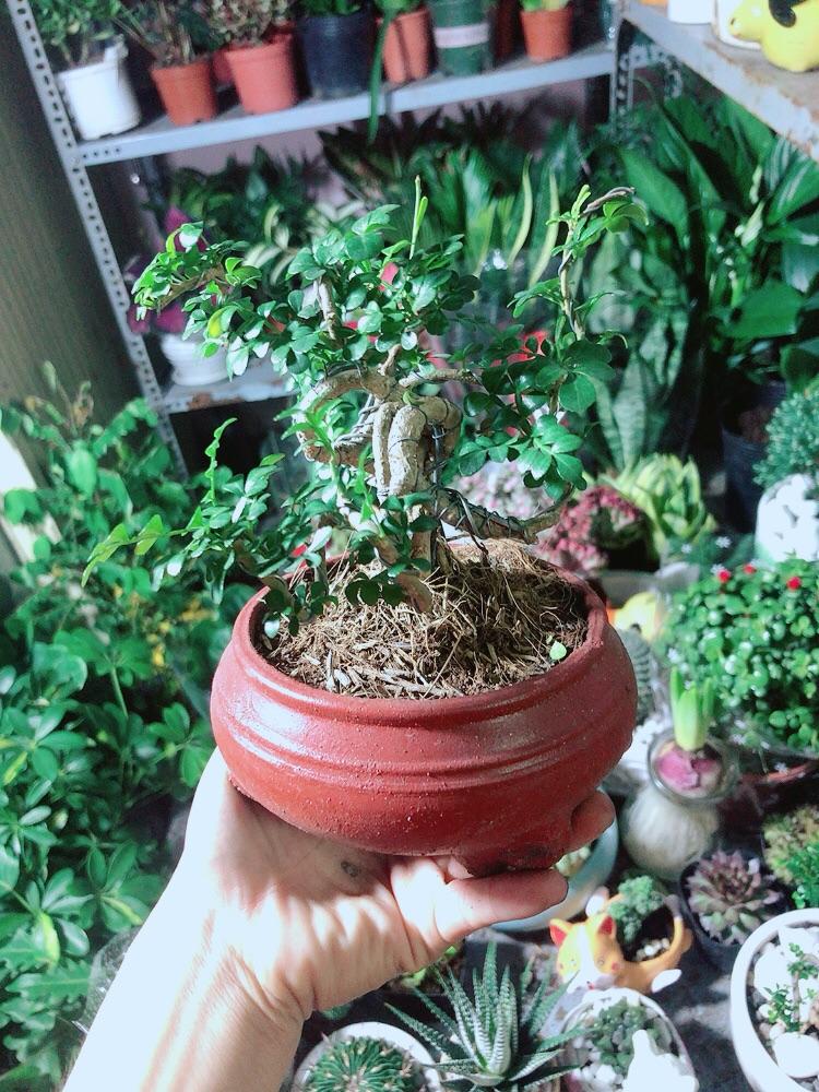 Chậu Cây Cần Thăng Bonsai