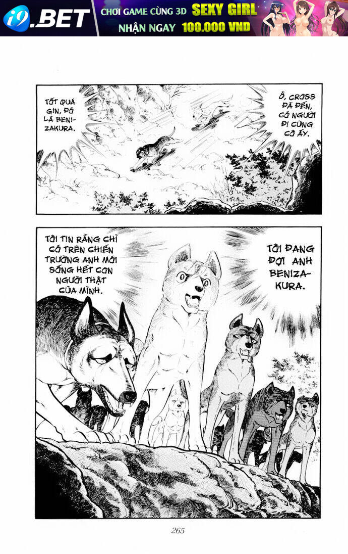 chú chó có nghĩa - ginga nagareboshi gin chapter 30 23