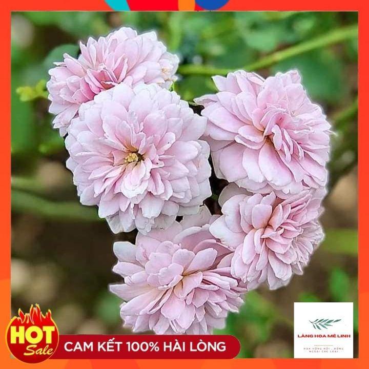 Hoa hồng leo Đức Rainy Blue Rose -TOP 10 giống hoa hồng leo Đức đẹp khi về Việt Nam-bầu to, cây trưởng thành