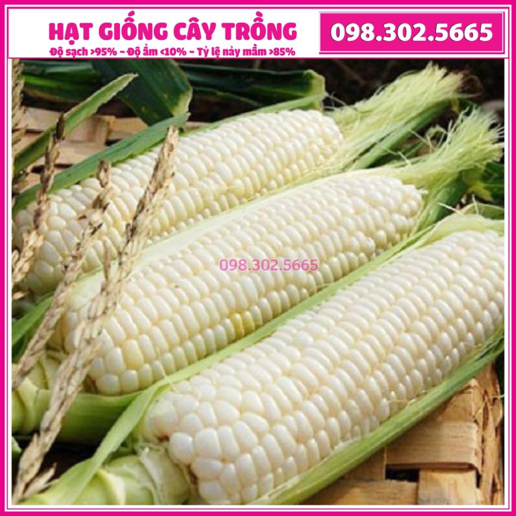 Hạt giống ngô nếp F1 cao sản - 500g - bắp nếp dẻo, thơm, ngọt, bắp to, đều hạt, chất lượng cao