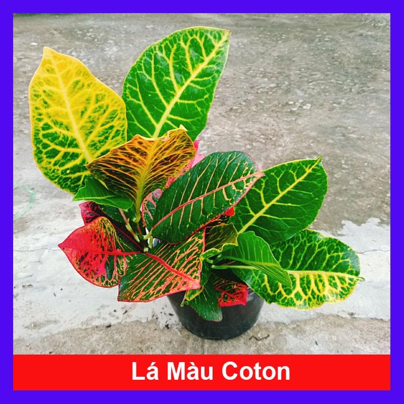 Cây Lá Màu Coton - Cây cảnh để bàn + Tặng phân bón cho cây