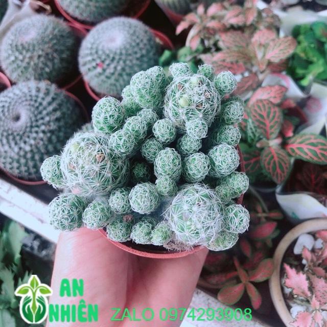 Xương Rồng Nở Hoa