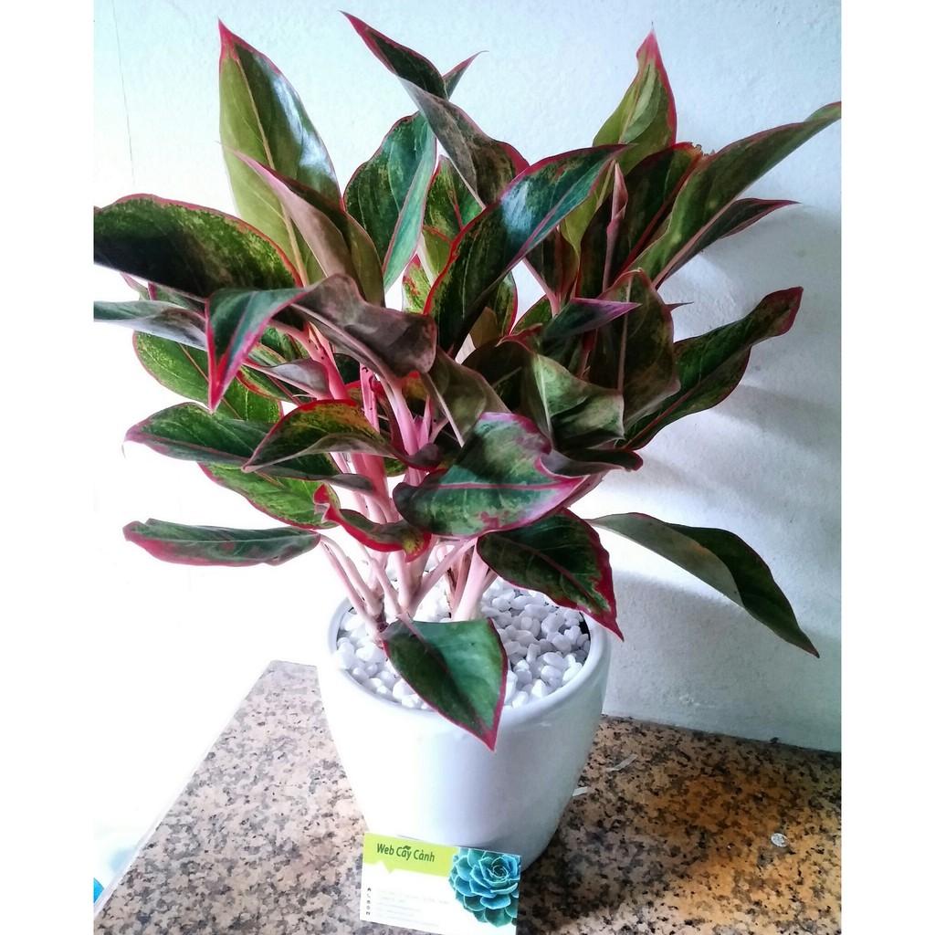 CÂY PHÚ QUÝ ĐỎ-MANG LẠI PHÚ QUÝ-MAY MẮN CHO GIA CHỦ