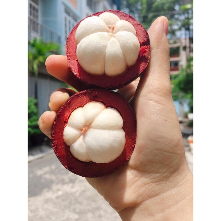 Cây măng cụt thái