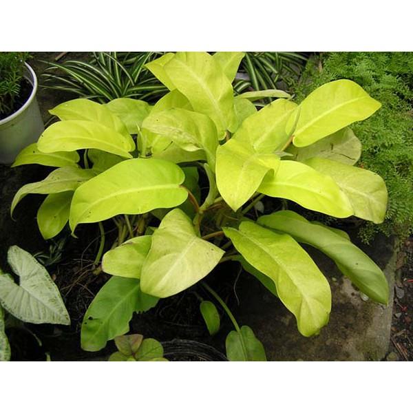 Cây trầu bà vàng - Cây cảnh để bàn + tặng phân bón cho cây