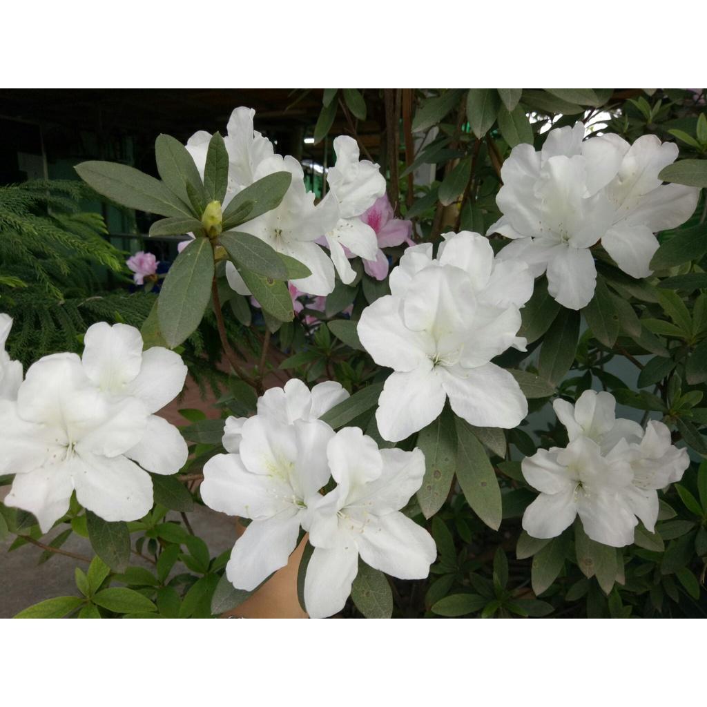 Cây giống hoa đỗ quyên lá to - cây to