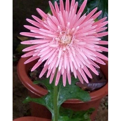 COMBO 5 CÂY GIỐNG HOA ĐỒNG TIỀN CỔ CÁNH KÉP