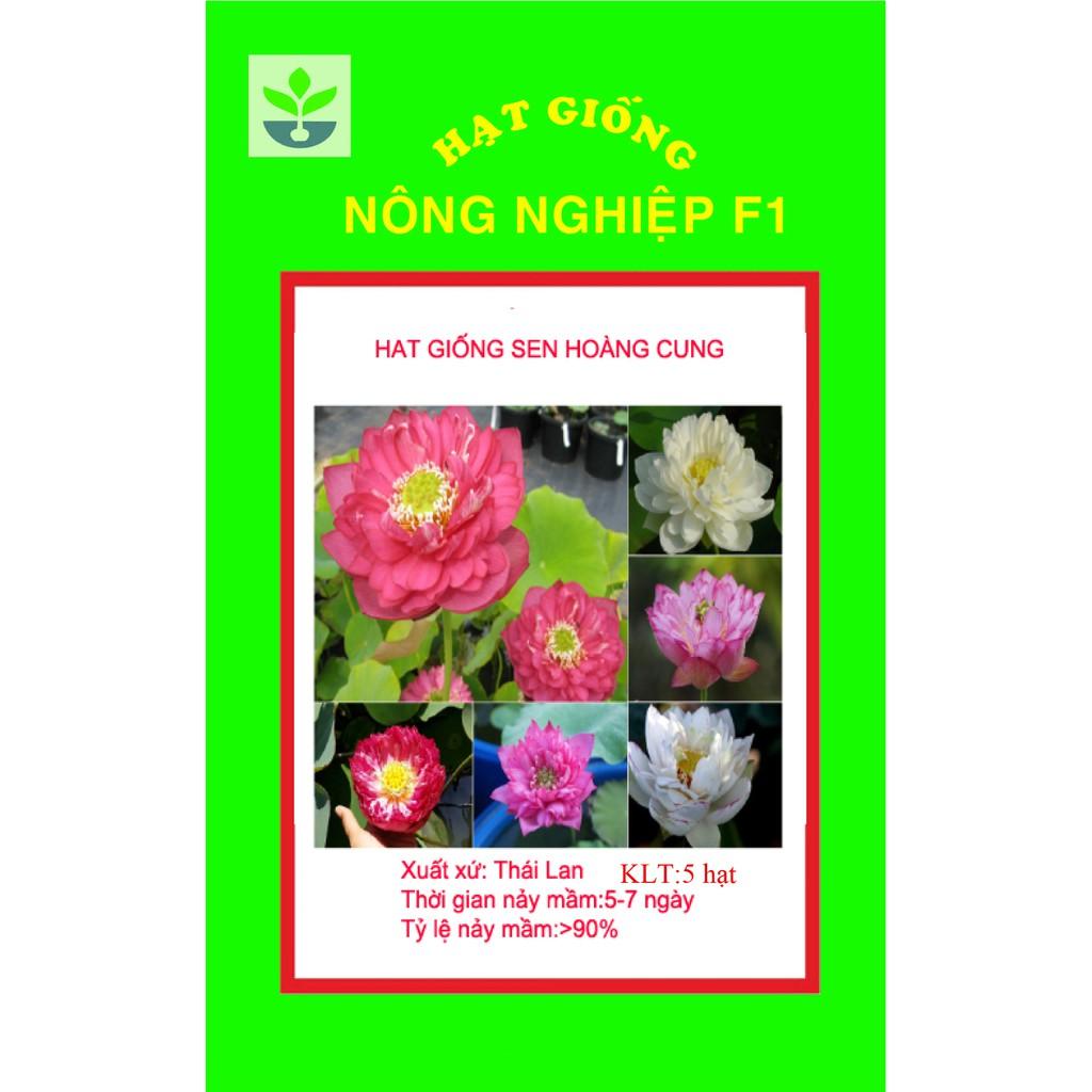 Gói 5 hạt giống sen hoàng cung nhiều màu